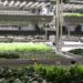 Bionic hydroponic – TechCrunch