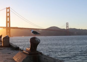 Automattic TC-1, federal startup grants, ‘getting s*** done day’ – TechCrunch