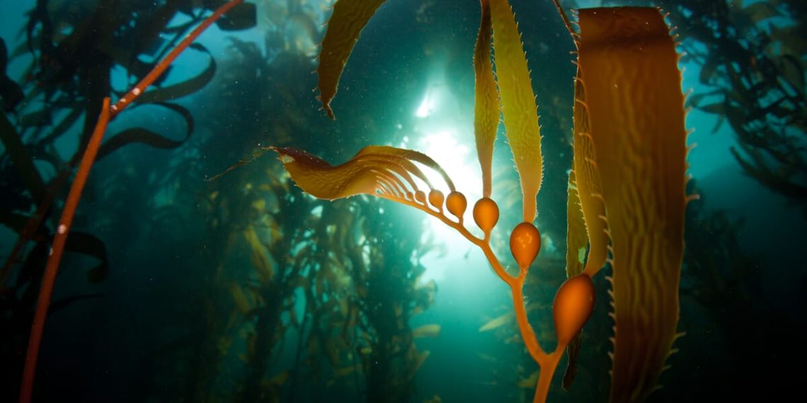 The stage is set for seaweed startup success