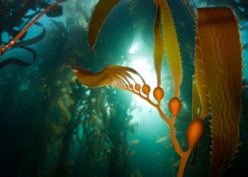The stage is set for seaweed startup success