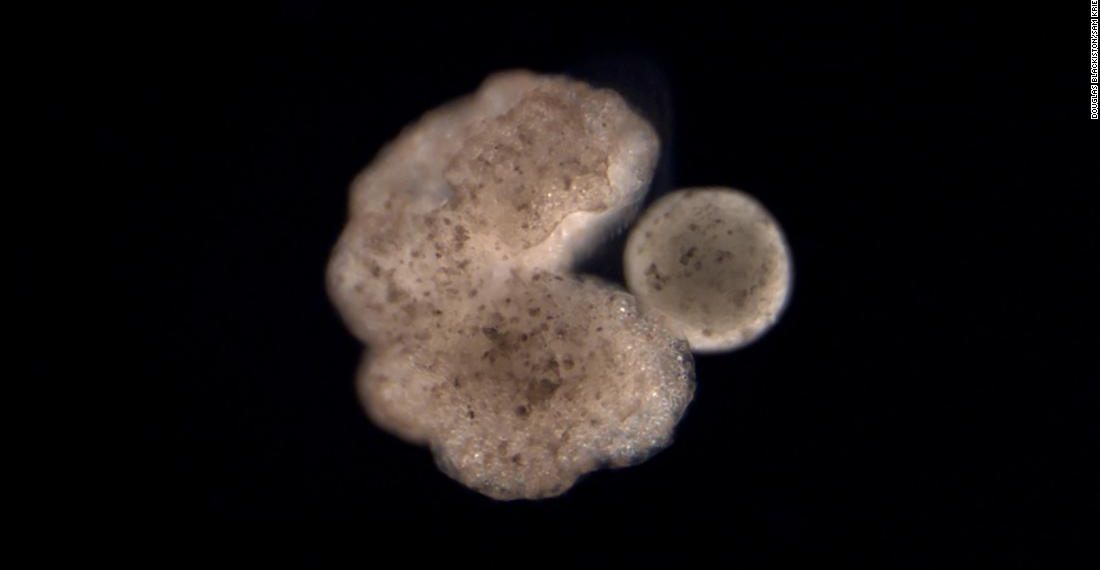 World’s first living and self-replicating robots reproduce like Pac-Man