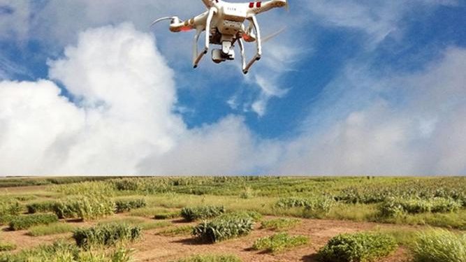 Adaptive swarm robotics could revolutionize smart agriculture | News