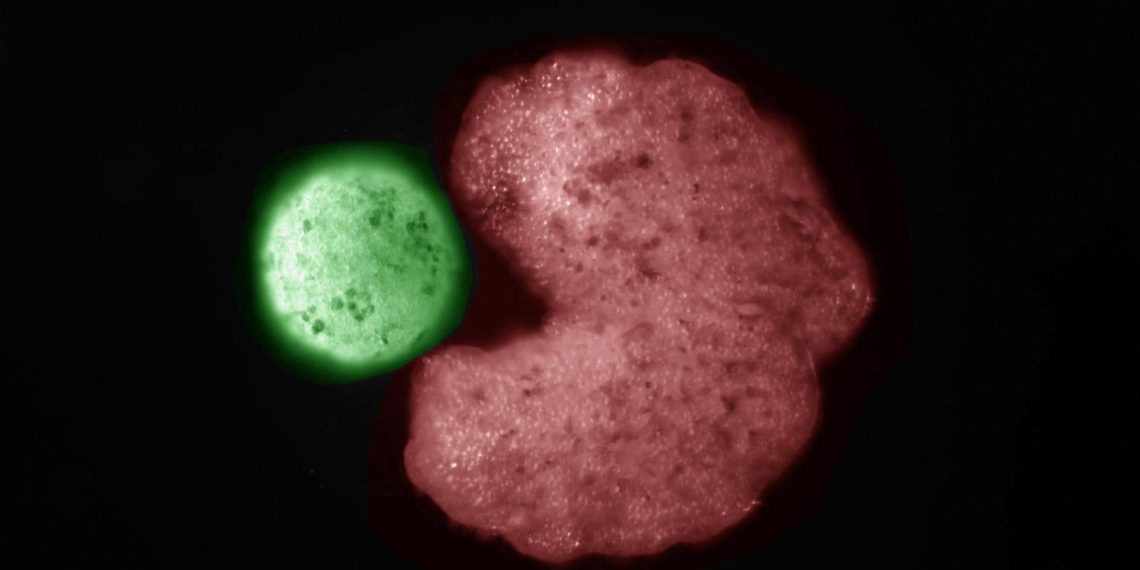 Scientists Build the First-Ever Living Robots That Can Reproduce