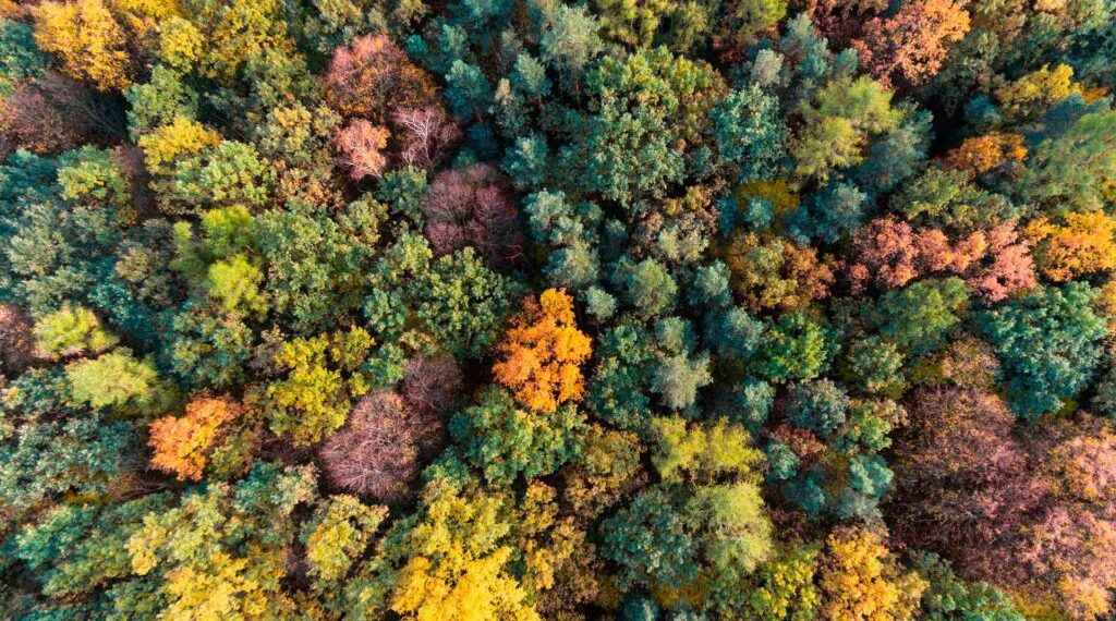 This is how fintech can help implement a green economy