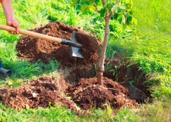 BBVA and Anthemis invest in startup Greenspark