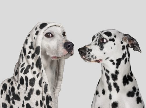 It’s OK to borrow ideas when building your startup’s website – TechCrunch