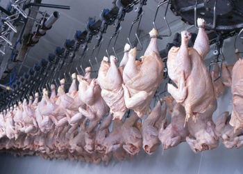 How will the robot revolution transform poultry processing?