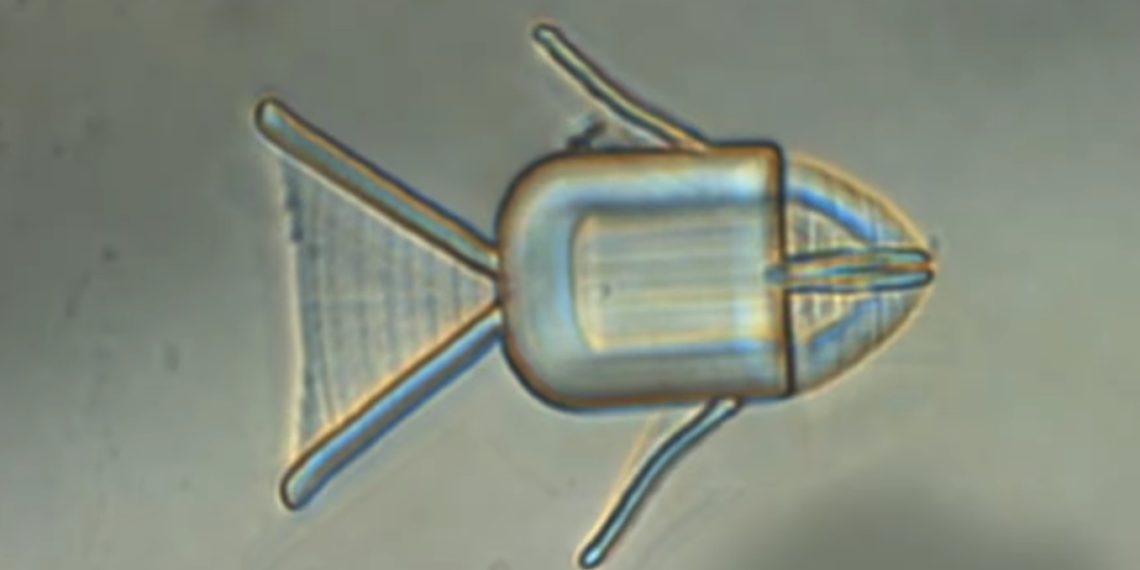 Microrobot fish swims through the body to vomit drugs on cancer