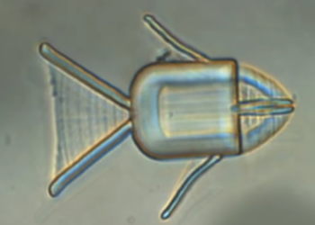 Microrobot fish swims through the body to vomit drugs on cancer