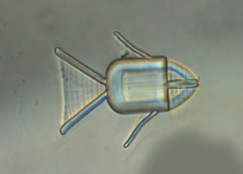 These shape-shifting robot fish swim through the body to attack cancer