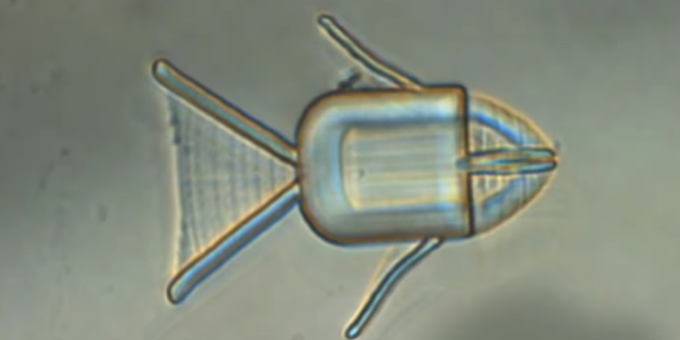 These shape-shifting robot fish swim through the body to attack cancer