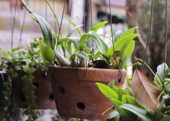 Home gardening start-up Ugaoo raises pre-Series A round from DSG Consumer Partners, RPG Venture