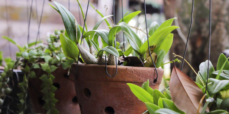 Home gardening start-up Ugaoo raises pre-Series A round from DSG Consumer Partners, RPG Venture