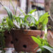 Home gardening start-up Ugaoo raises pre-Series A round from DSG Consumer Partners, RPG Venture
