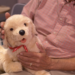 Free robotic companion pets for Veterans with dementia in the DC area