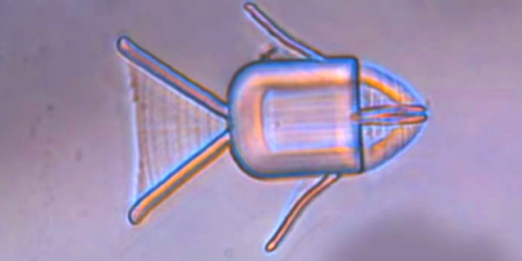 Tiny Shape-Shifting Microrobots Can Locate Cancer Cells. With Magnets?