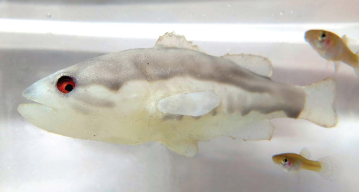 Robotic Fish Are This Invasive Species’ ‘Worst Nightmare’ | Smart News