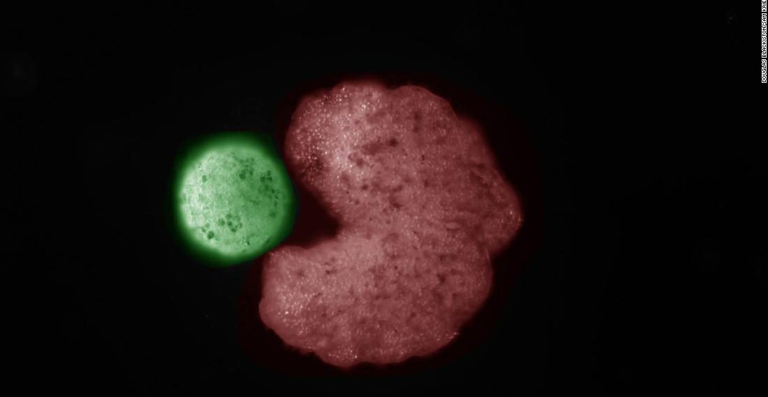 Tiny living Pac-Man robots have learned how to reproduce