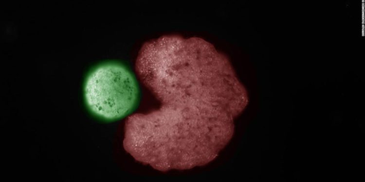 Tiny living Pac-Man robots have learned how to reproduce