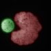 Tiny living Pac-Man robots have learned how to reproduce