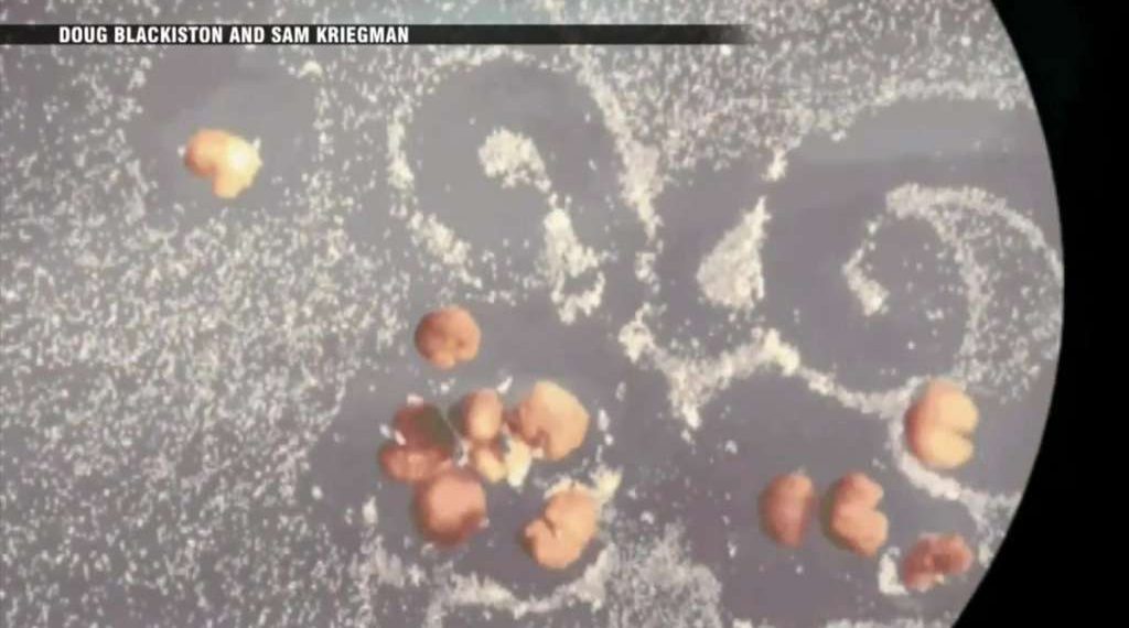 Team of local scientists create world’s first living robots that can reproduce – Boston News, Weather, Sports