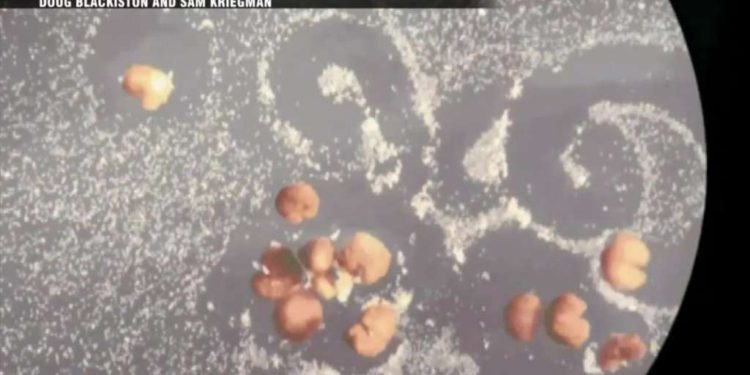 Team of local scientists create world’s first living robots that can reproduce – Boston News, Weather, Sports