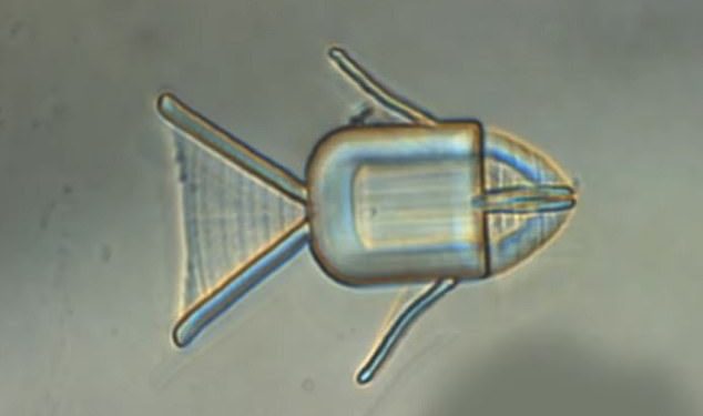 HEALTH NOTES: Robot ‘fish’ could be used to deliver chemotherapy drugs directly into tumours