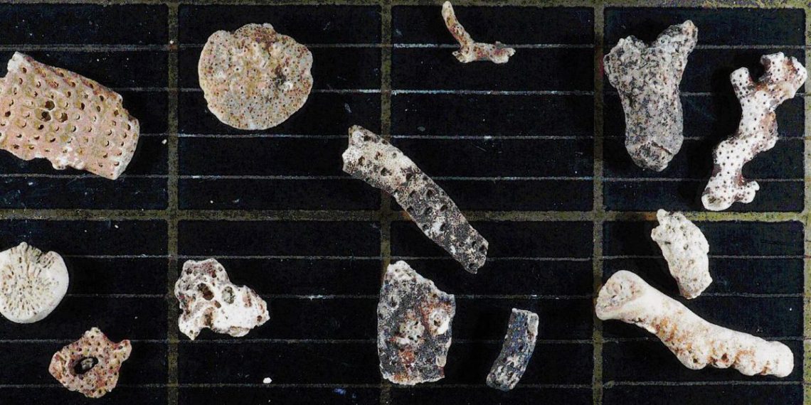 Scientists find unexpected trove of life forms beneath Antarctic ice shelf