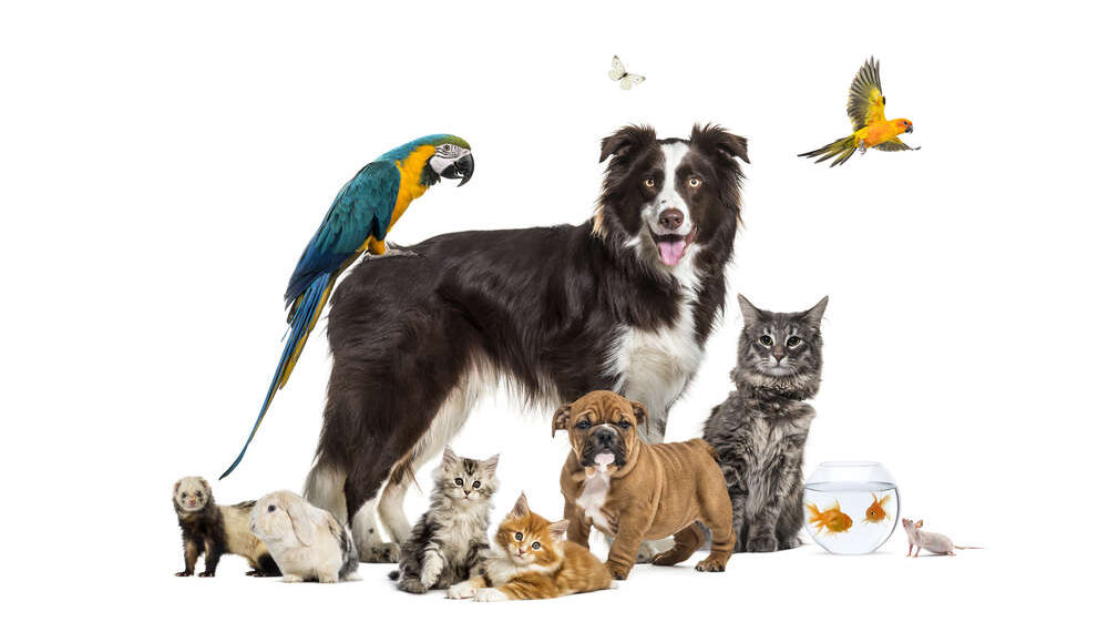 Startup Stories: Michigan Pet Alliance