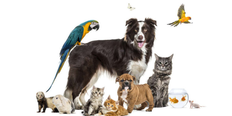 Startup Stories: Michigan Pet Alliance