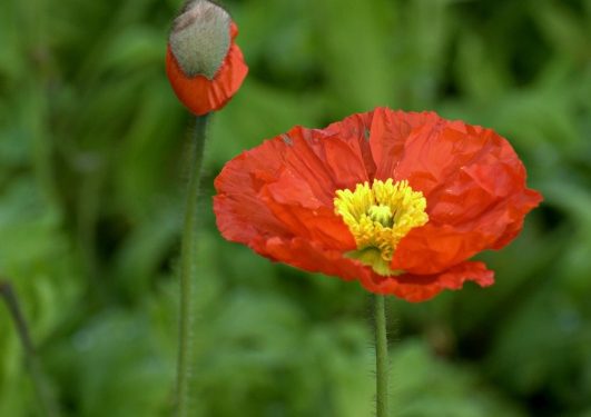 New Zealand’s startup ecosystem poised to grow more ‘tall poppies’ – TechCrunch