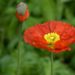 New Zealand’s startup ecosystem poised to grow more ‘tall poppies’ – TechCrunch