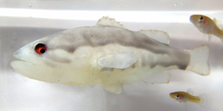 Putting the fear of bass into mosquitofish—with a robot