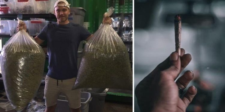 This Guy Built A $100 Million Startup Empire Selling Weed: Here’s How