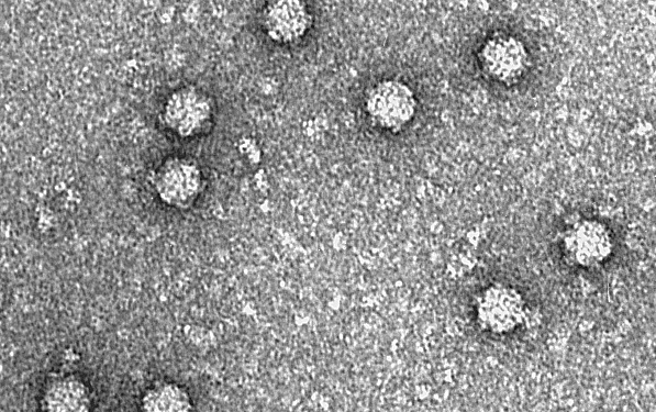 Speeding up directed evolution of molecules in the lab using a new robotic platform