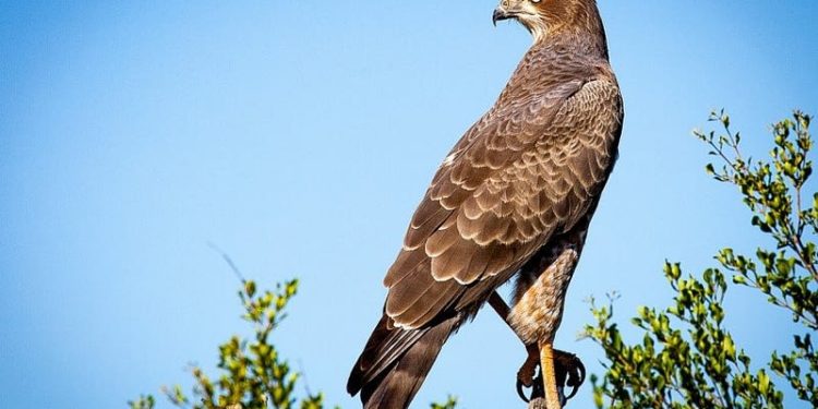 Engineers Look to Nature to Create Bird-Like Robot