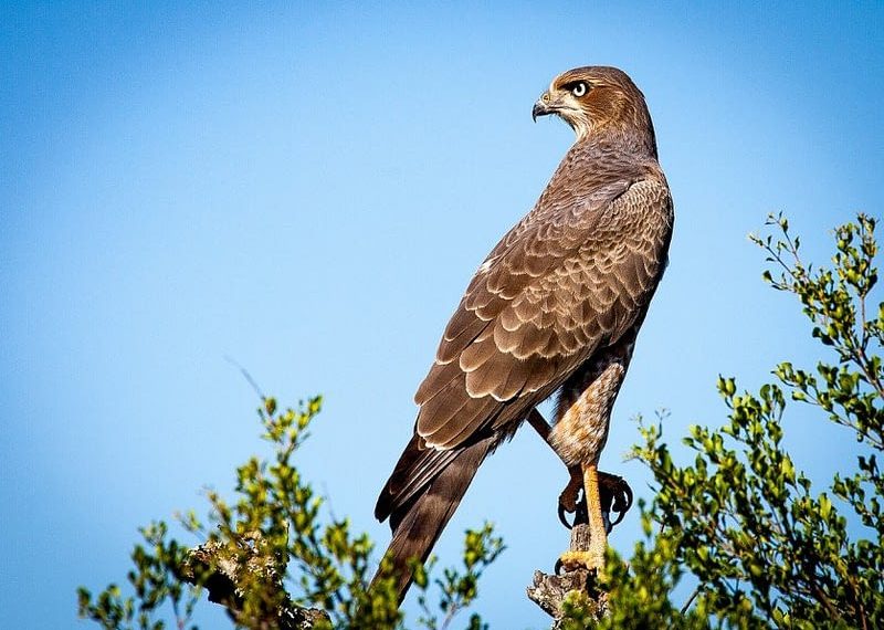 Engineers Look to Nature to Create Bird-Like Robot