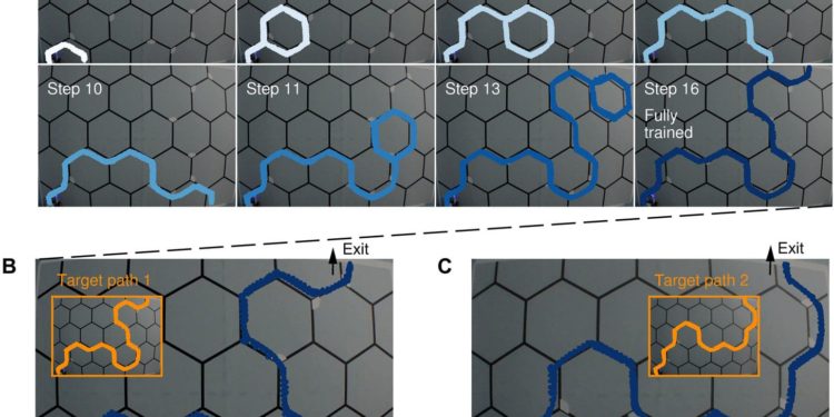 Mimicking the human brain to help robot out of maze