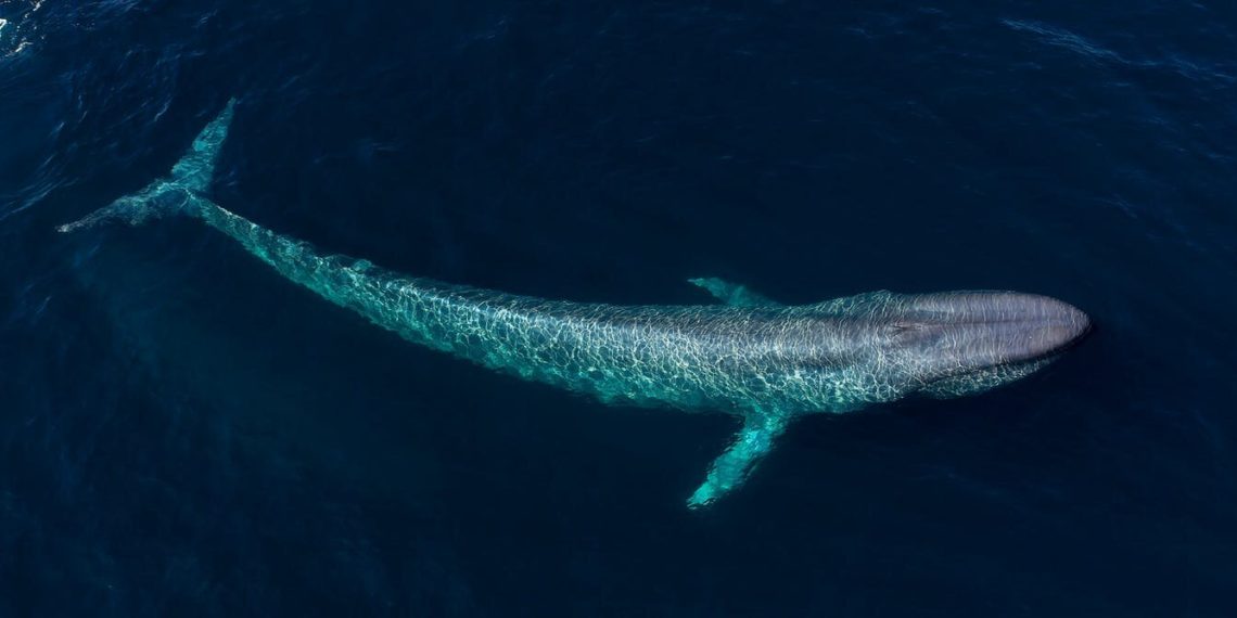 How to prevent mass extinction in the ocean using AI, robots and 3D printers