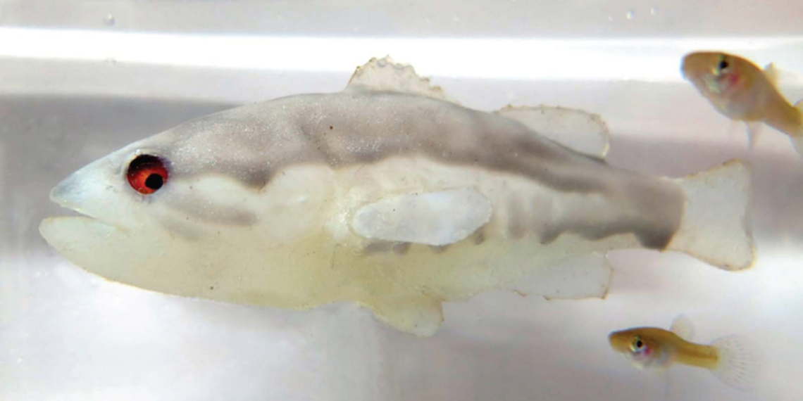 Robotic fish designed to terrorize invasive species passes initial tests