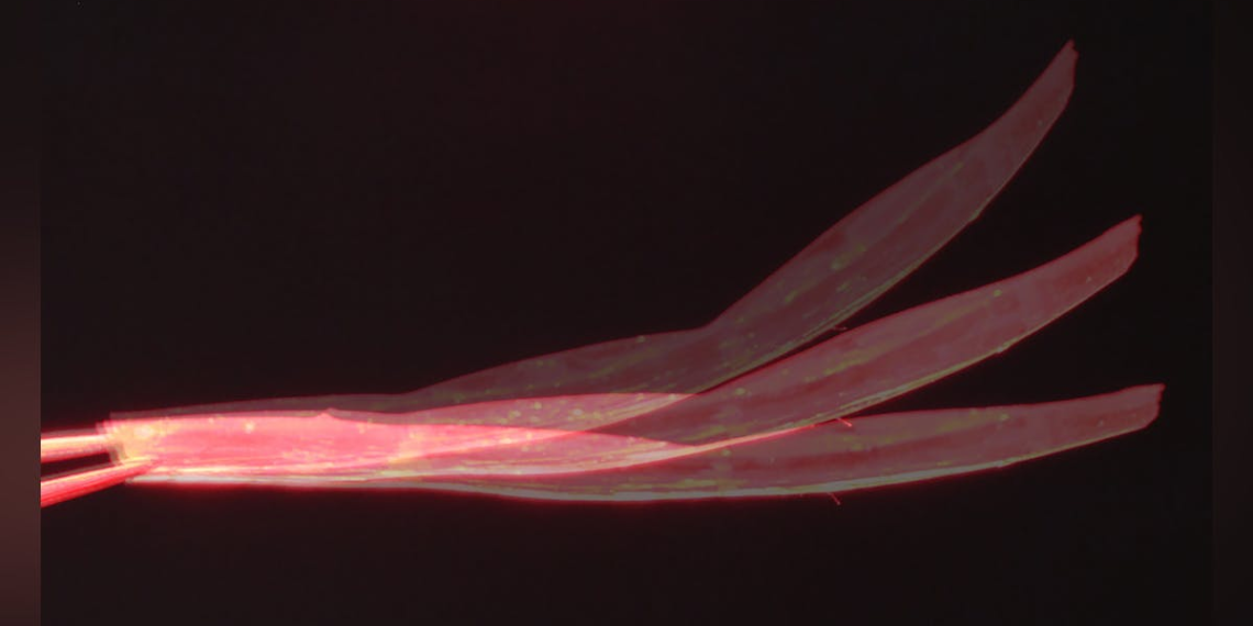 Researchers develop robot water striders to clean surface water