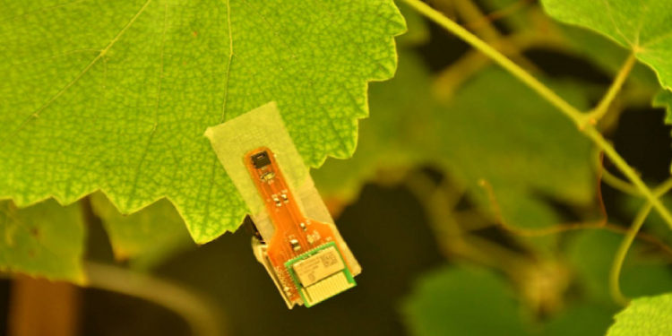The First-Ever Soluble Velcro Draws Inspiration from Climbing Plants