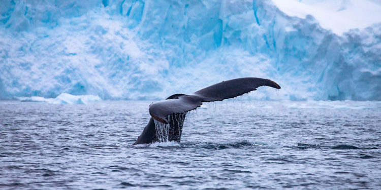 How to Prevent Mass Extinction in the Ocean With AI, Robots, and 3D Printers