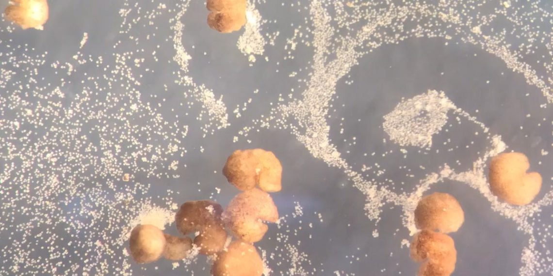 Xenobots, world’s first living robots, can reproduce, scientists say