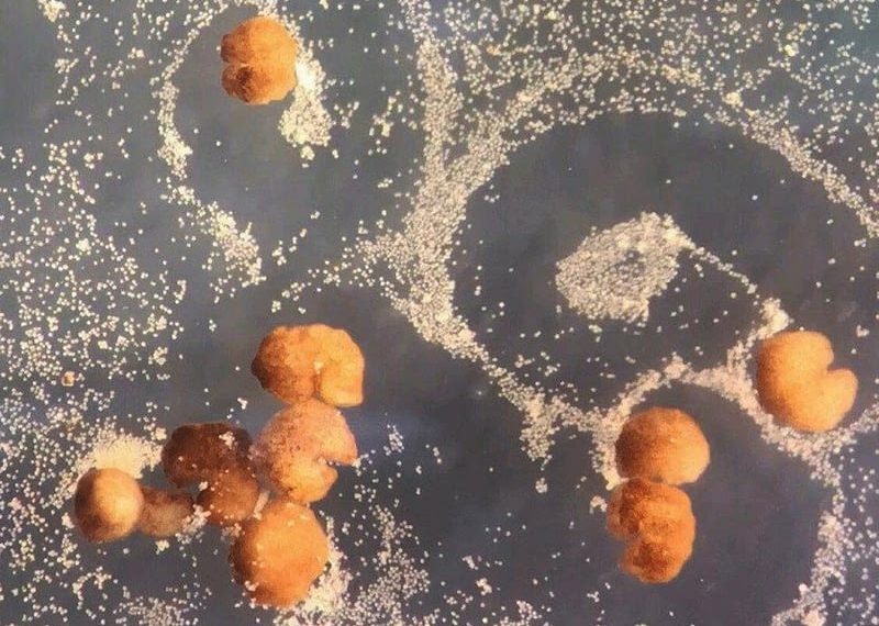 Scientists Create First-Ever Self-Replicating, Living Robots