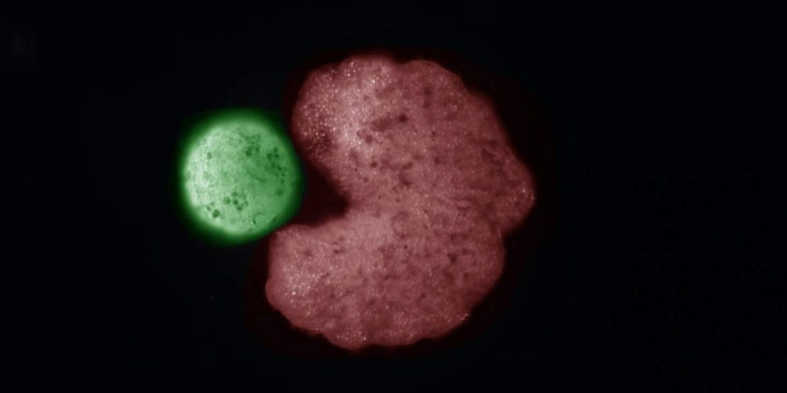 Scientists use AI to design self-replicating xenobots from frog cells