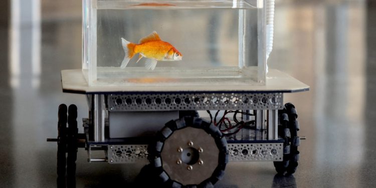 Israeli scientists teach goldfish to drive a robotic car on land