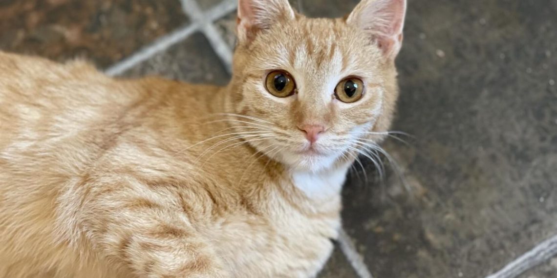 Therapeutic robotic cats | Opinion