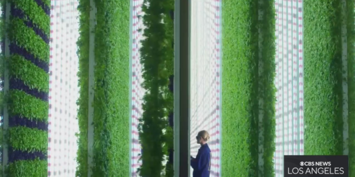 Ag Startup And Walmart Building Tech-Operated Indoor Farm In Compton – CBS Los Angeles