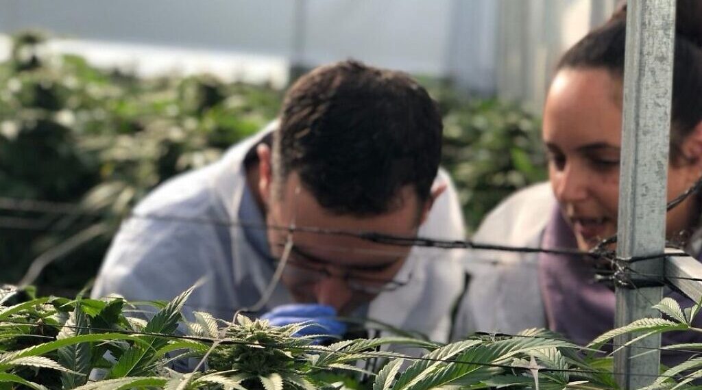 Israeli startup aims to light medical cannabis patients’ way through hazy system